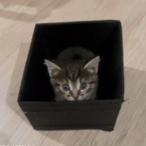 Стикер котята с авито - 7