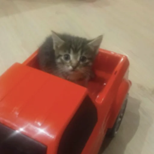 Стикер котята с авито - 6