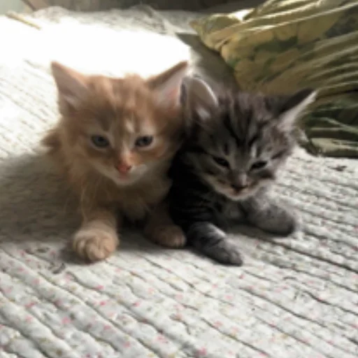 Стикер котята с авито - 4