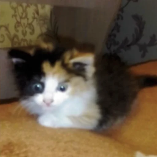 Стикер котята с авито - 3