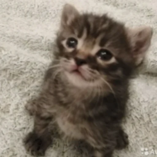 Стикер котята с авито - 2