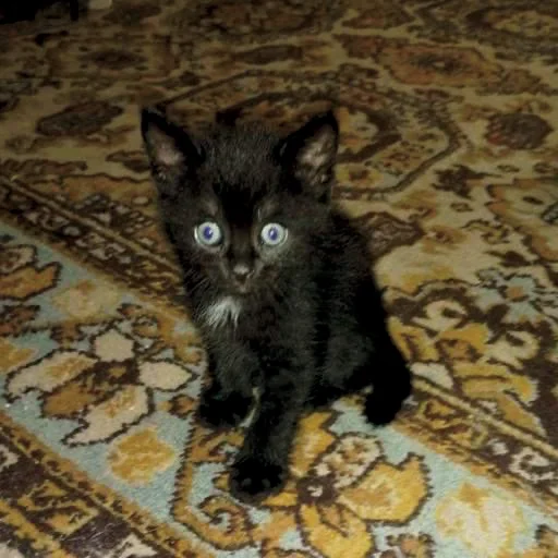 котята с авито - 