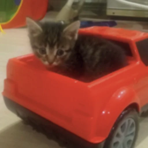 Стикер котята с авито - 1