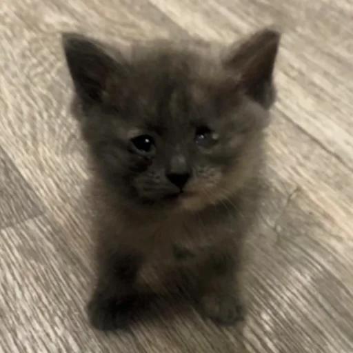 Стикер котята с авито - 0