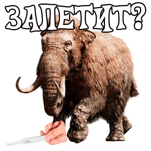 животное млекопитающее СМС