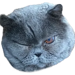 Стикер Горящий автозак - 5