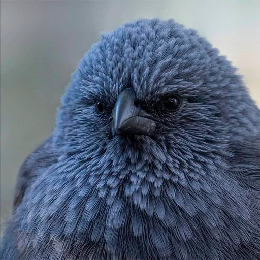 Пак Алексеюшко - 