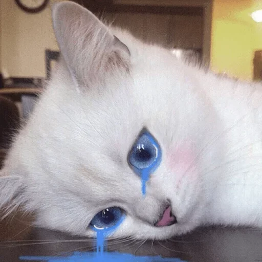 животное млекопитающее кошки малого и среднего размера