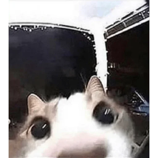 Стикер axyenniestickers - 1