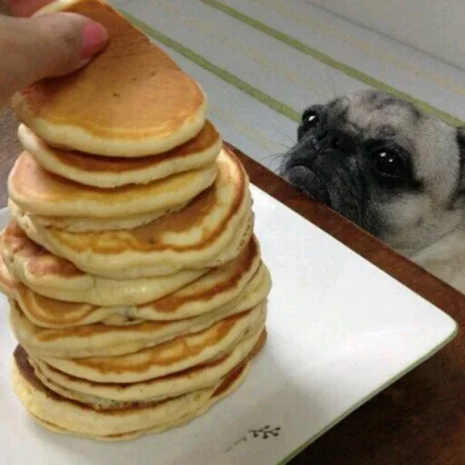 закуска собака комнатный