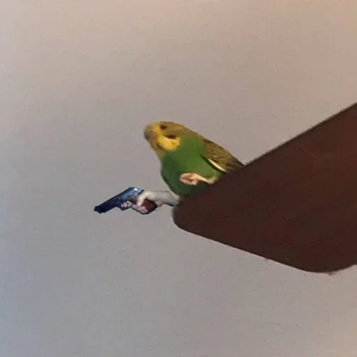 птица животное попугай