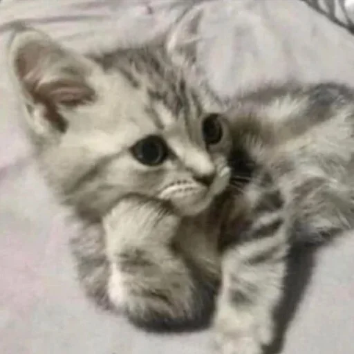 млекопитающее животное кошка