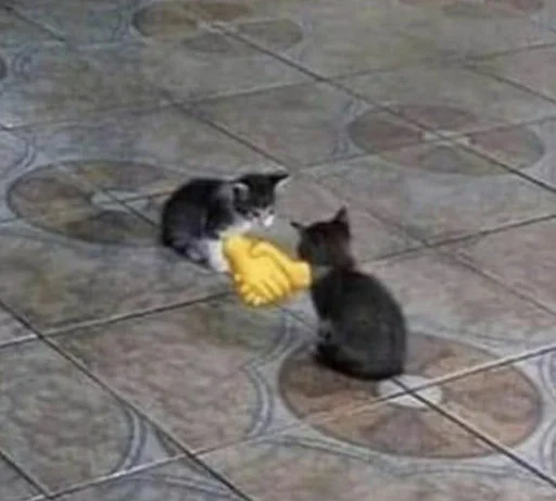 ground mammal domestic cat