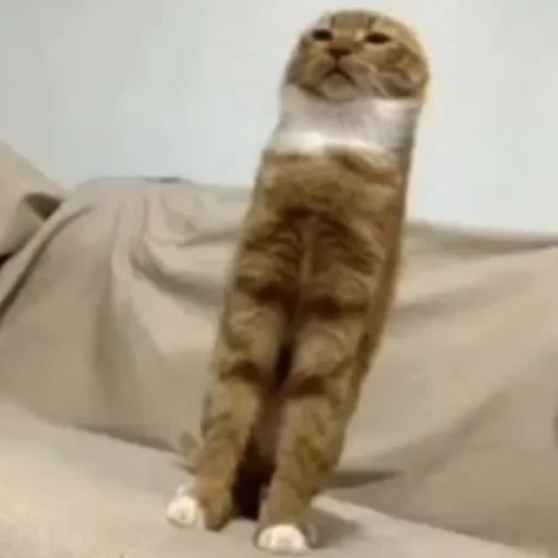 Sticker ayobanibobani - 1