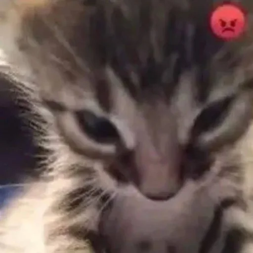 Стикер ayobanibobani - 1