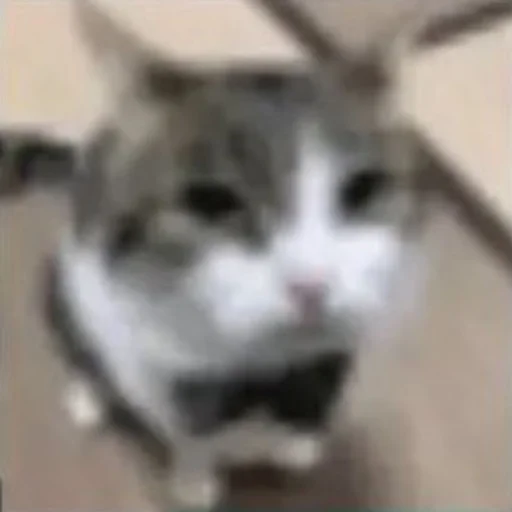 Sticker ayobanibobani - 1