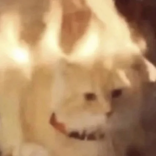 Sticker ayobanibobani - 1