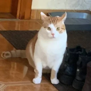 Sticker еееуууугагагабулакака - 1