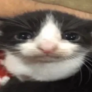 Sticker еееуууугагагабулакака - 5