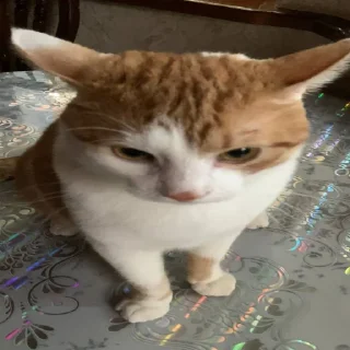 Sticker еееуууугагагабулакака - 2