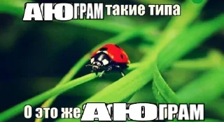 animal invertebrate ladybug