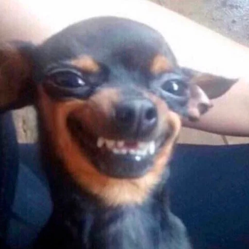 animal mammal dog breed