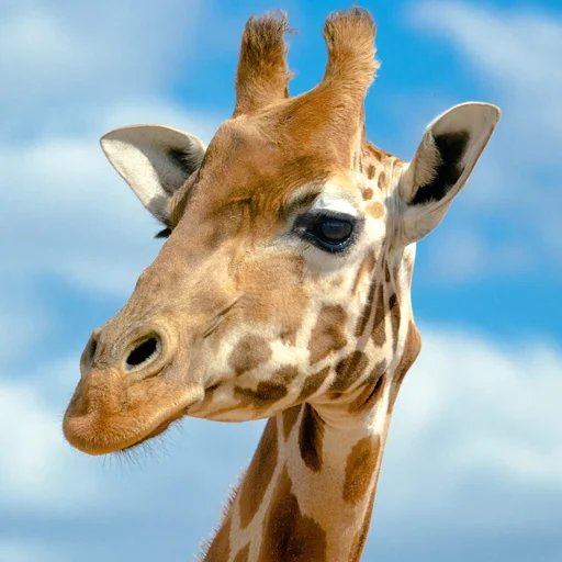 animal mammal giraffe