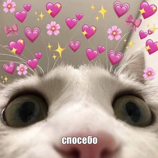 cat small to medium-sized cats domestic cat