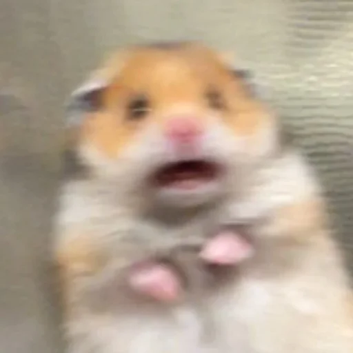 mammal animal hamster