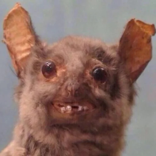 mammal animal indoor