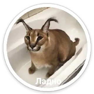 Sticker Шльописькр by @sticat_app - 6