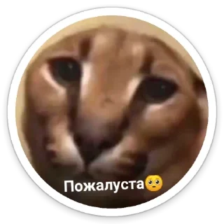Sticker Шльописькр by @sticat_app - 1