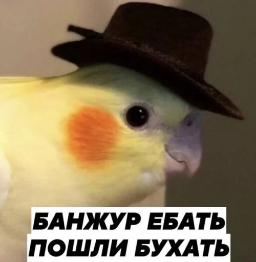 птица животное попугай