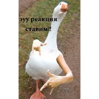 Sticker bro's reactions - 5