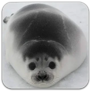 Стикер seals☆ - 3