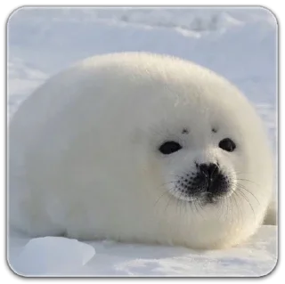 Стикер seals☆ - 0
