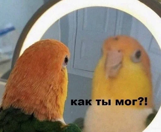 животное попугай птица