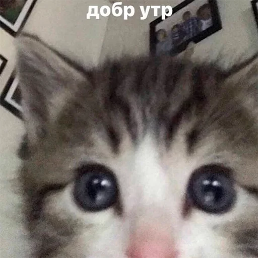 Стикер b1yaAaAaaaaa - 1