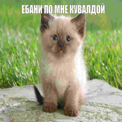 Sticker b1yaAaAaaaaa - 1