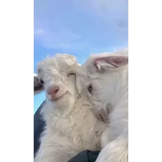 Стикер KEKW goat - 0