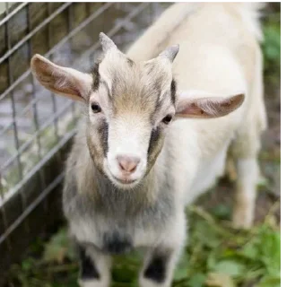 Стикер KEKW goat - 6