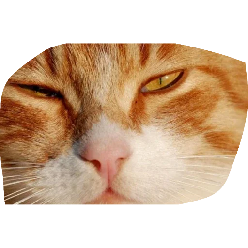 животное домашняя кошка млекопитающее