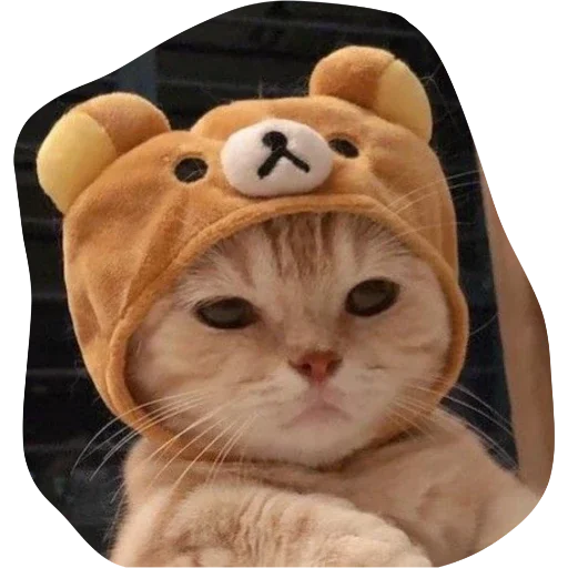 кошка животное мех