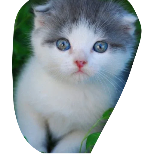 животное млекопитающее кошка