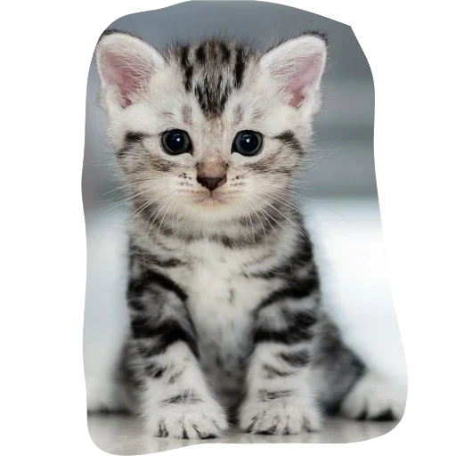 животное млекопитающее кошка