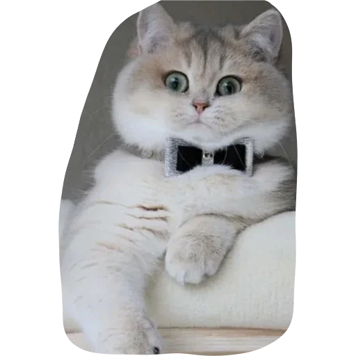 кошки малого и среднего размера животное кошка