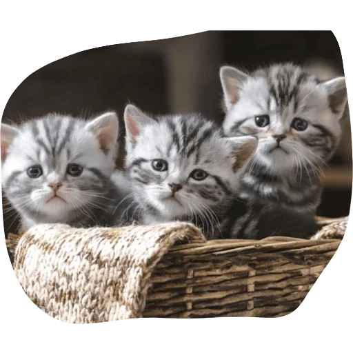 кошки малого и среднего размера кошачьи усы