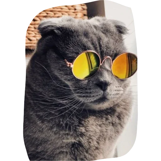 кошка животное аксессуар