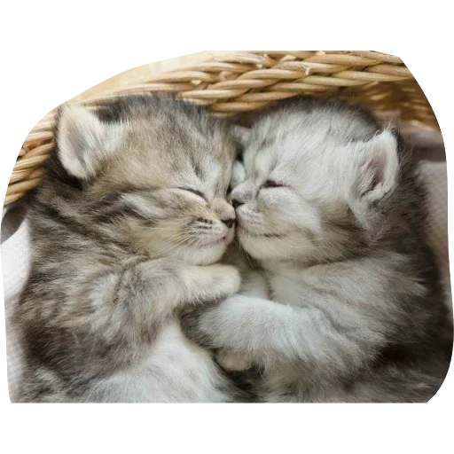 кошачьи кошки малого и среднего размера млекопитающее