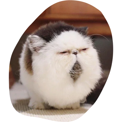 животное млекопитающее мех